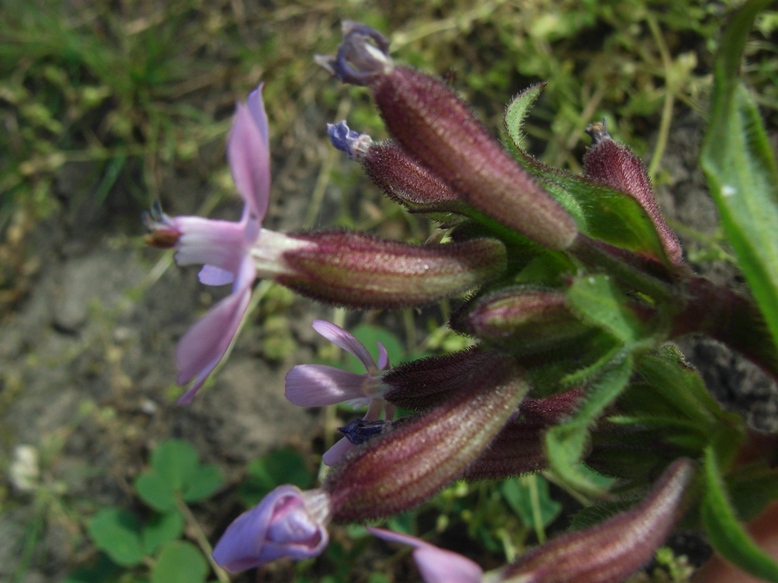Silene fuscata / Silene scura